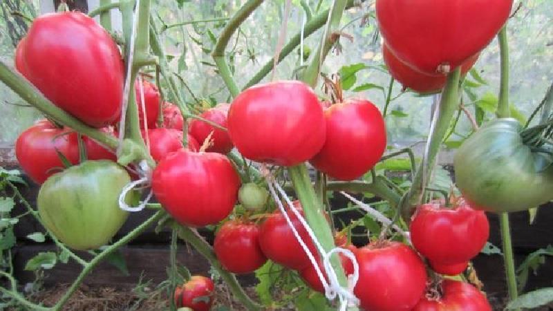 The ideal variety for a rich, tasty, early harvest of tomatoes: Skorospelka tomato