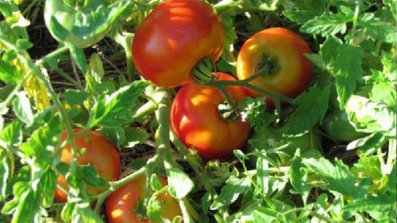En idealisk variation för en rik, välsmakande, tidig skörd av tomater: Skorospelka tomat