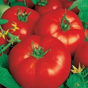 Ideální odrůda pro bohatou, chutnou, ranou sklizeň rajčat: rajče Skorospelka