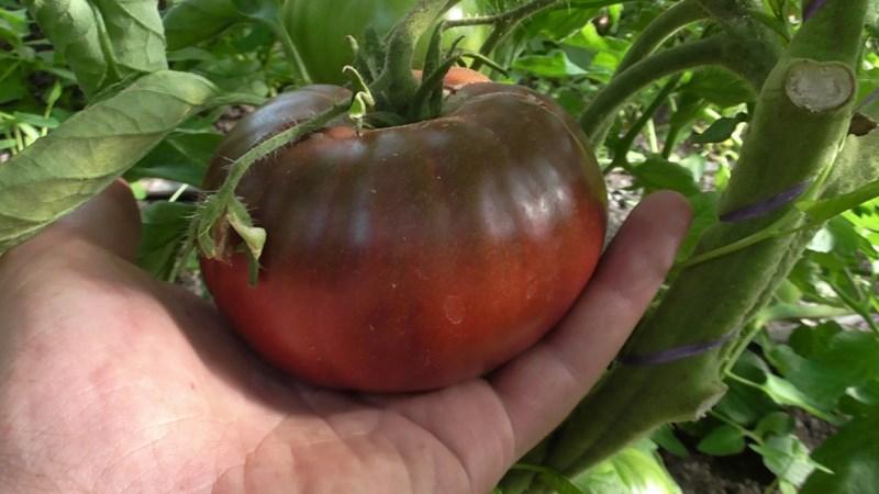 Ungewöhnliche und ästhetische Tomatensorte Black Baron - einfach zu züchten und angenehm mit einer Fülle von Ernten