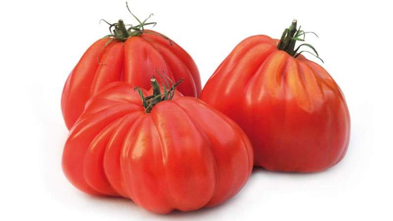 مفضل لدى المزارعين بين الطماطم: قلب ثور الطماطم ، خصائص ووصف الصنف