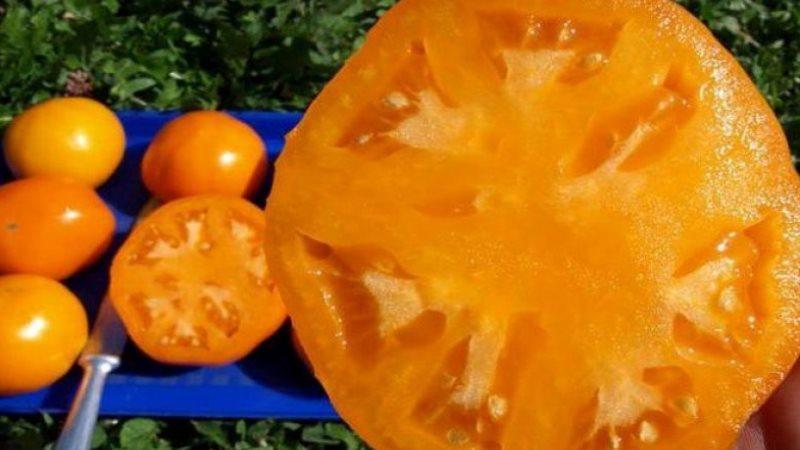 Paano palaguin ang isang Persimmon tomato sa iyong balangkas - mga trick at tip mula sa mga nakaranasang hardinero
