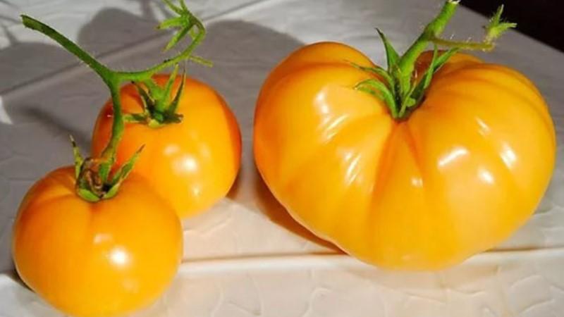 Paano palaguin ang isang Persimmon tomato sa iyong balangkas - mga trick at tip mula sa mga nakaranasang hardinero