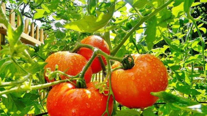 Düşük büyüyen domates çeşitleri en verimli olanıdır