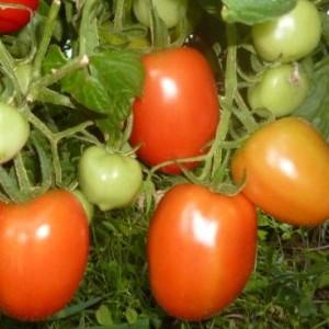 İyi Stolypin domatesleri nasıl yetiştirilir