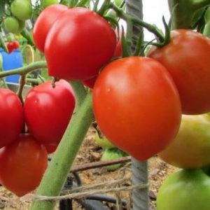 İyi Stolypin domatesleri nasıl yetiştirilir