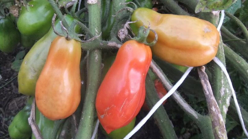 Un tomàquet recol·lectable i fàcil de cultivar, felicitat femenina: foto de fruites i secrets d'una cura competent
