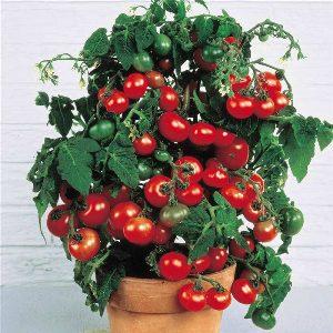 Nous cultivons de minuscules tomates dans le jardin et à la maison - la tomate Pugovka et les subtilités de son entretien