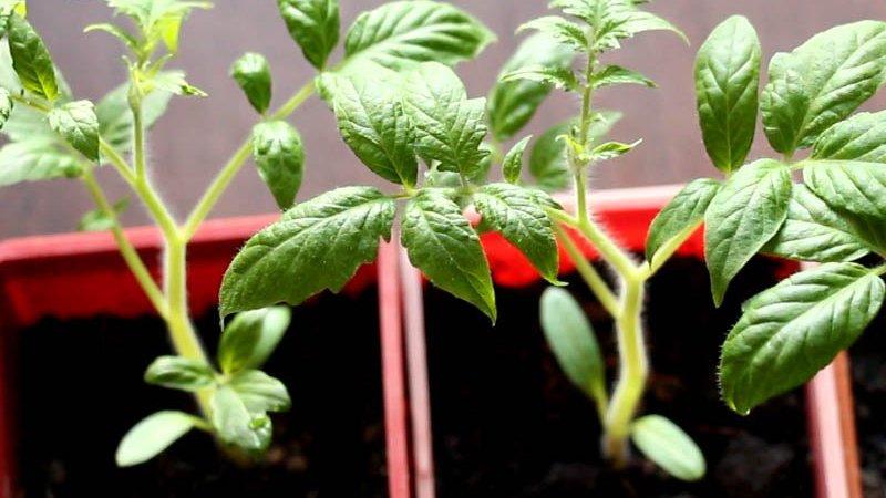 Kako odabrati rajčice za sadnice