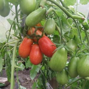 Une tomate récoltable et facile à cultiver.Bonheur féminin - photo de fruits et secrets de soins compétents