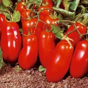 Um tomate colhido e fácil de cultivar. Felicidade feminina - foto de frutas e segredos de cuidados competentes