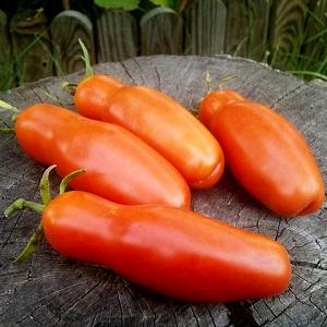 Eine erntbare und einfach zu züchtende Tomate. Weibliches Glück - Foto von Früchten und Geheimnissen kompetenter Pflege