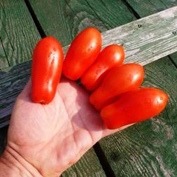 Une excellente variété pour la conservation et divers plats - Tomate Ladies Fingers: nous la cultivons nous-mêmes