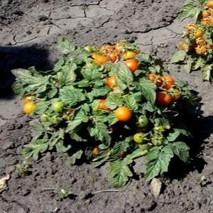 Clusha domatesleri nasıl yetiştirilir