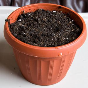 Comment faire pousser des haricots à la maison: un guide étape par étape