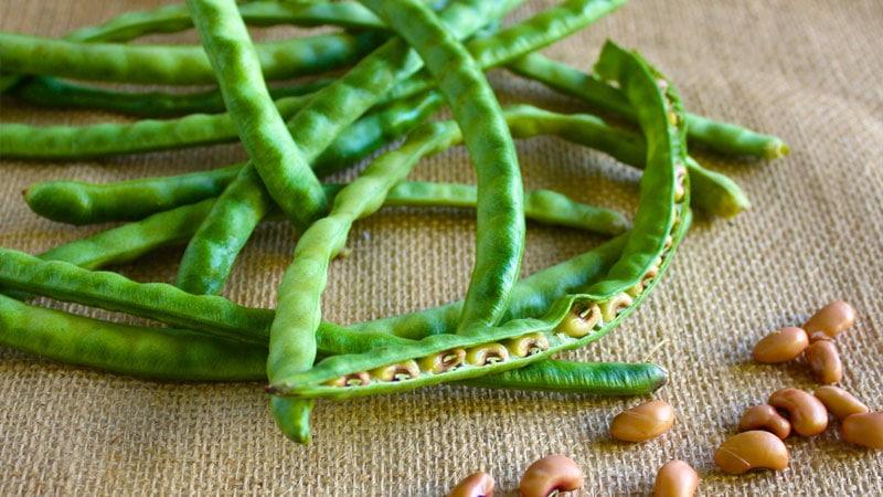 Bakit kapaki-pakinabang ang mga asparagus beans, kung paano palaguin at lutuin nang maayos ang mga ito