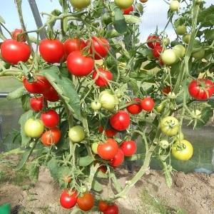 عناقيد فواكه حمراء زاهية كما في الصورة: طماطم فيرليوك - زخرفة حديقة