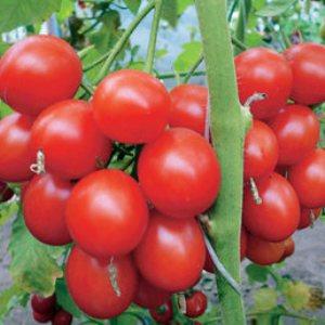 Grappes de fruits rouge vif, comme sur la photo: la tomate de Verliok - décoration de jardin