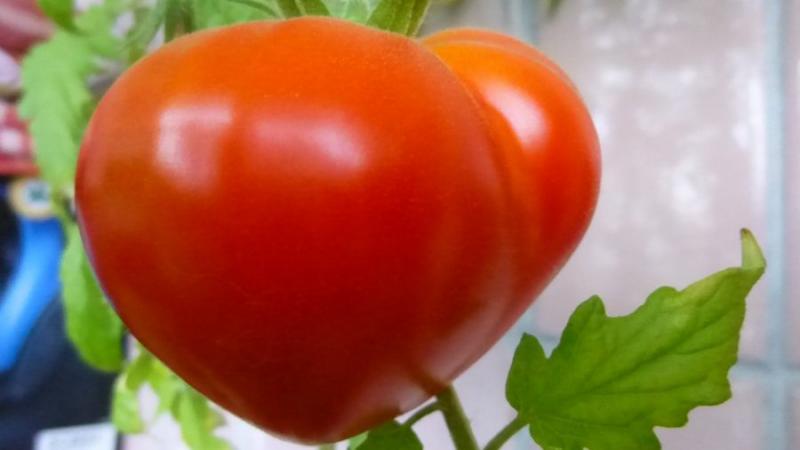 Bol miktarda lezzetli domates hasadı, Budenovka domates - biz kendimiz sahada veya serada yetiştiriyoruz