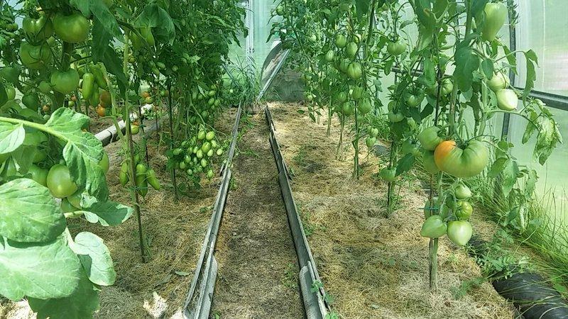 نعطي حصادًا وفيرًا من الطماطم اللذيذة ، طماطم Budenovka - نزرعها بأنفسنا في الموقع أو في الدفيئة