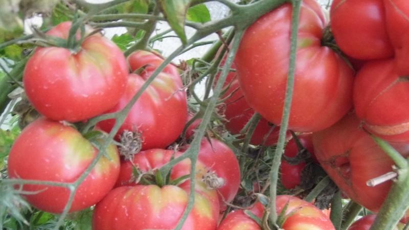 För- och nackdelar med tomat Lopatinsky