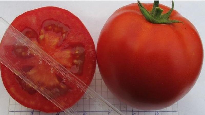 Vor- und Nachteile der Hybrid-Tomate Snowman F1