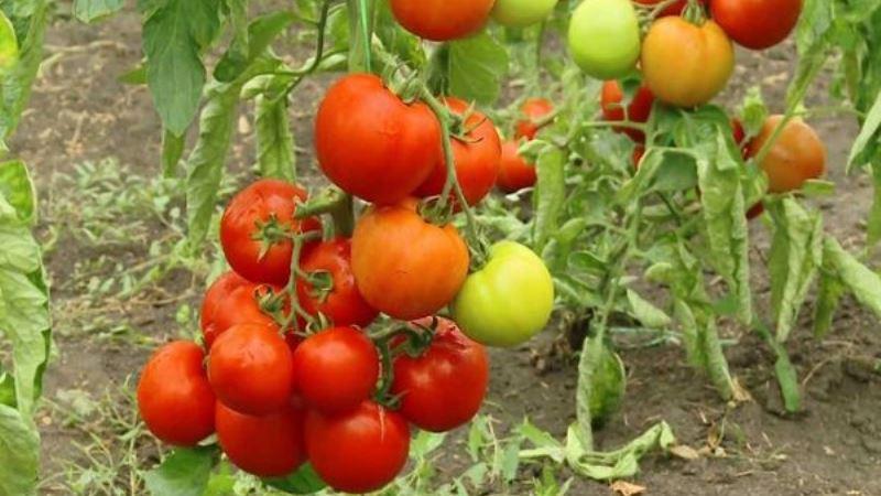Privalumai ir trūkumai hibridinių pomidorų „Snowman F1“