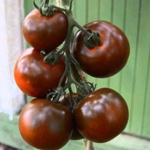 Muhteşem görünüm ve sıradışı tat: Kumato domatesleri ve yetiştiriciliğinin sırları