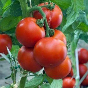 Cómo alimentar tomates durante la floración en invernadero y fructificación.