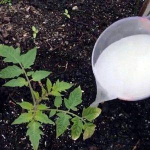 Cómo alimentar tomates durante la floración en invernadero y fructificación.