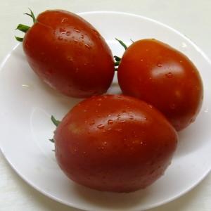 Pourquoi les tomates Minusinsk sont-elles précieuses?