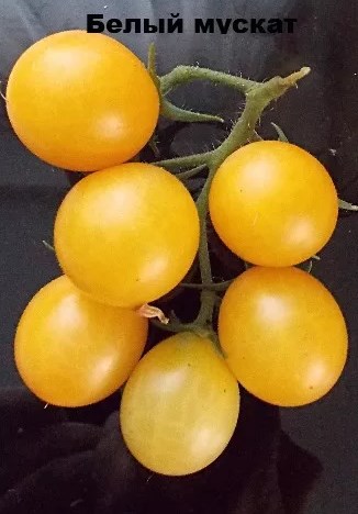 Las 25 variedades de tomate más dulces y consejos para elegirlas para cada jardinero