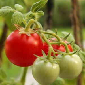 Yumurtalık için domates nasıl püskürtülür