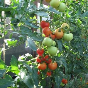 Yumurtalık için domates nasıl püskürtülür