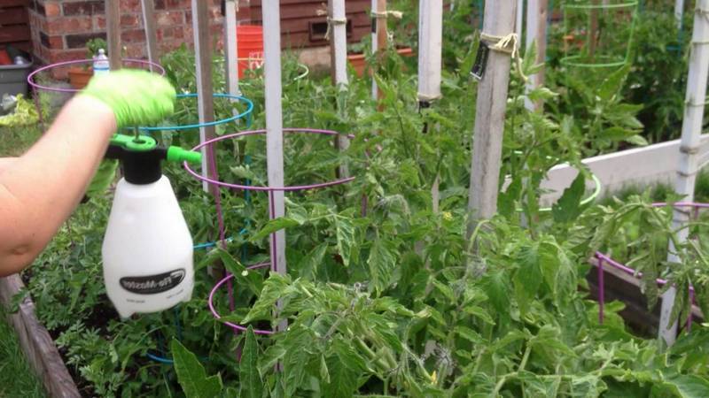 Que faire si des chenilles sont élevées dans des tomates - moyens populaires de lutter contre un ravageur