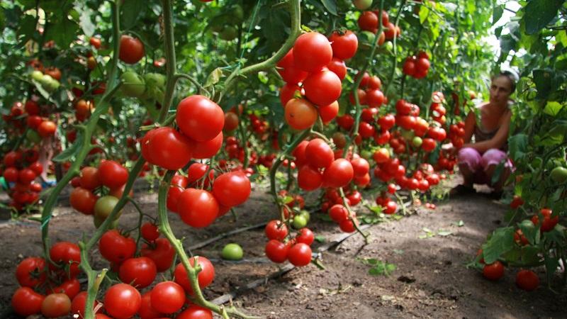 O que fazer quando os tomates crescem mal
