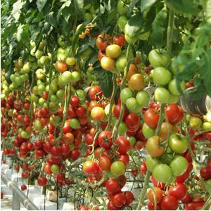 Mitä vihannesten viljelijät sanovat Kalinka-Malinka-tomaatista