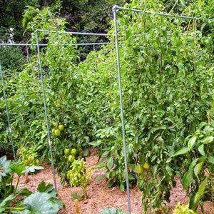 Vad vegetabiliska odlare säger om Kalinka-Malinka tomat