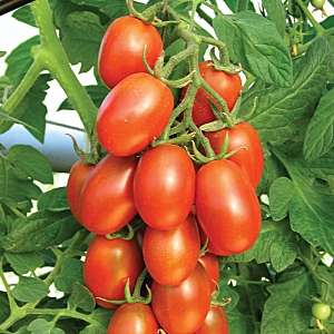 Standart domates çeşitleri nelerdir ve hangileri bahçıvanlar arasında en iyisi olarak kabul edilir