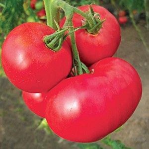 ما هي أصناف الطماطم القياسية وأي منها يعتبر الأفضل بين البستانيين