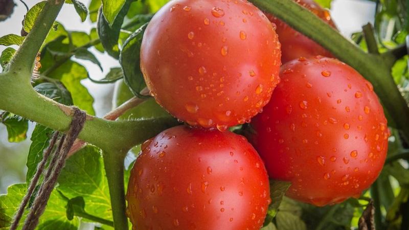 Výhody a nevýhody paradajky Katya