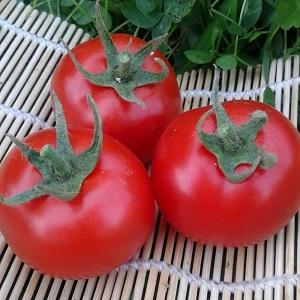 Avantajele și dezavantajele tomatei Katya