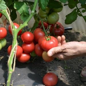 Voor- en nadelen van Katya-tomaat