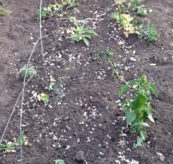 Dicas úteis para jardineiros: o que pode ser plantado depois das ervilhas e por que é tão importante mudar o local de plantio de hortaliças