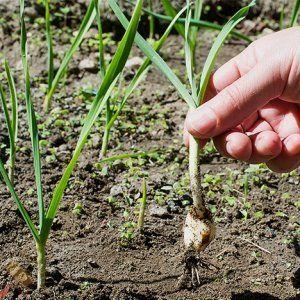 Проблем темељно проучавамо: бели лук у пролеће поживи - шта треба учинити и како га спречити