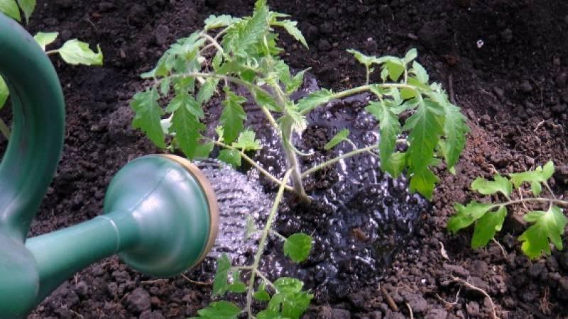 İyi bir hasat elde etmek için domates sıcağında ne sıklıkla sulanır