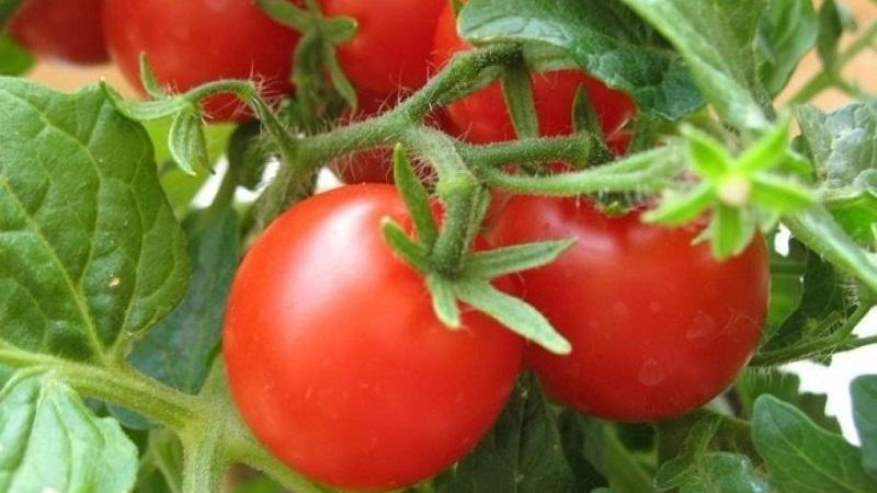 Quantas vezes regar tomates no calor para obter uma boa colheita