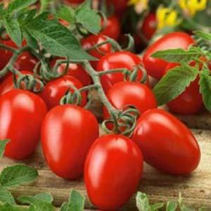 כיצד לבחור עגבניות לשתילים