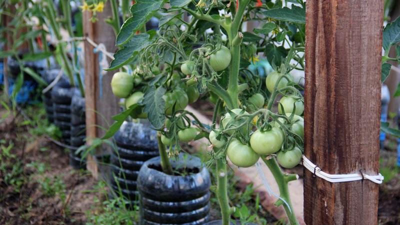 Comment faire pousser et nouer des tomates hautes