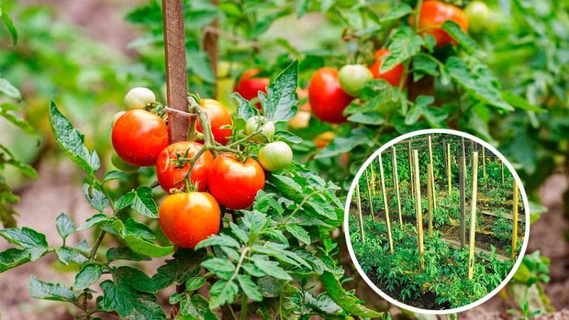 Como cultivar e amarrar tomates altos